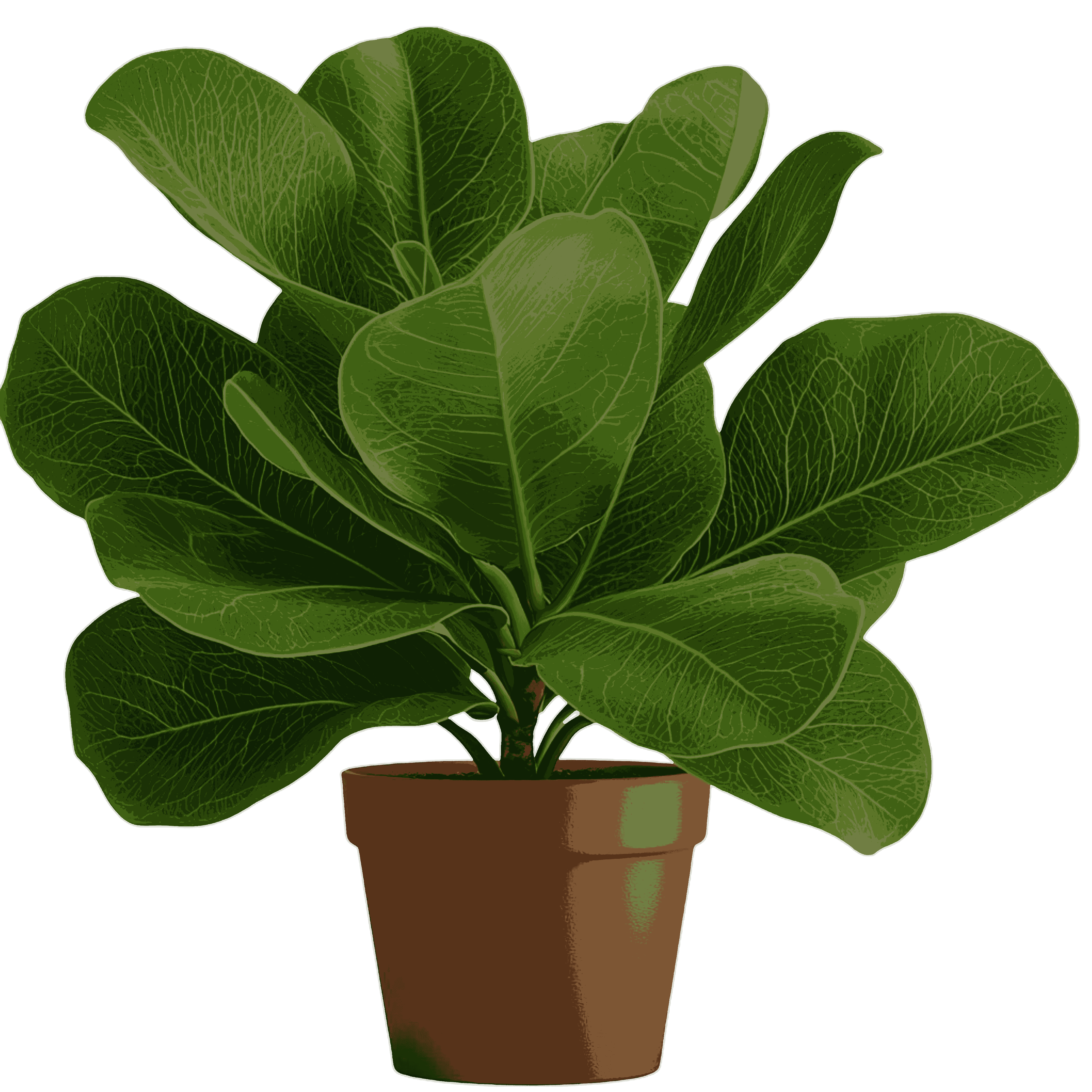 Fiddle Leaf Fig