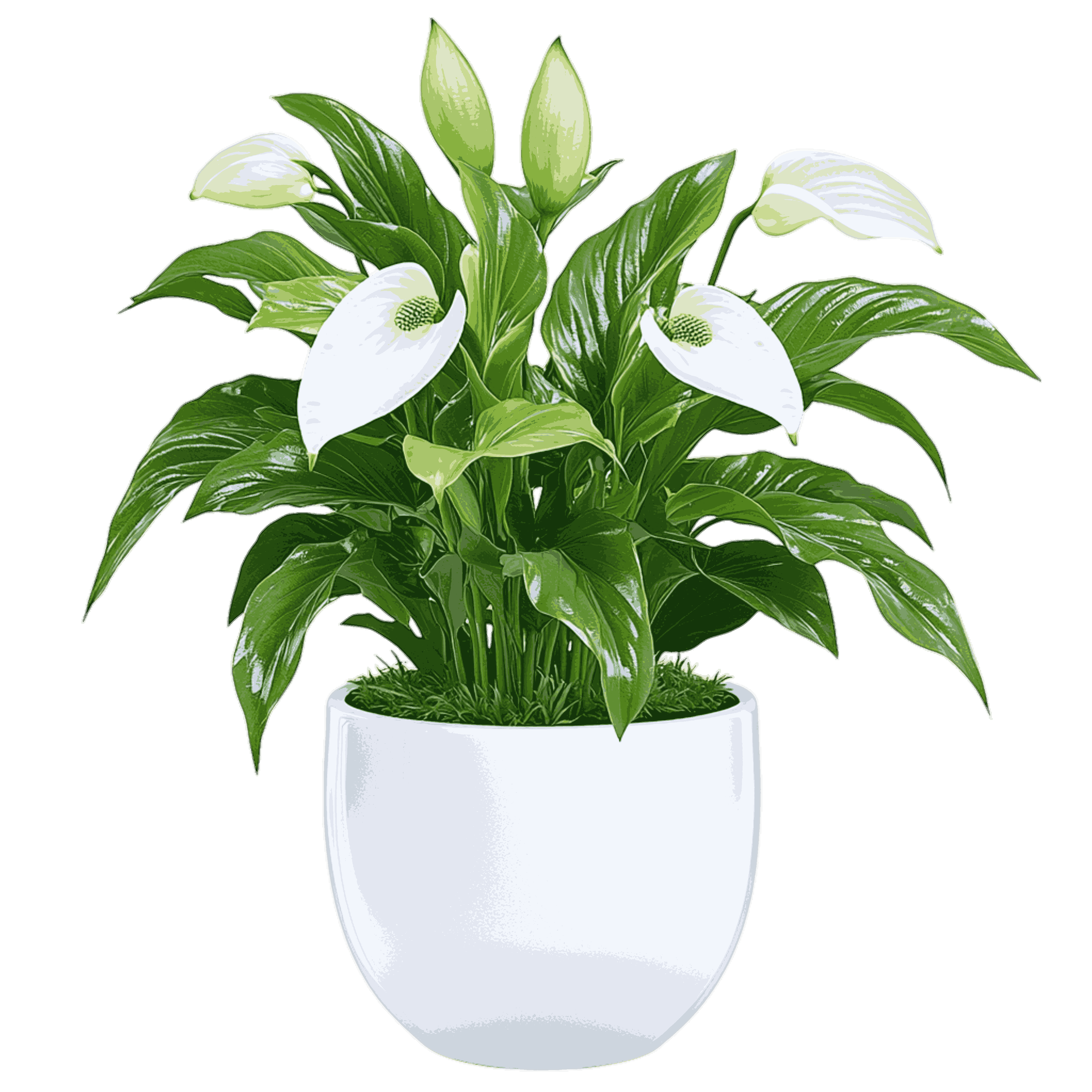 Peace Lily
