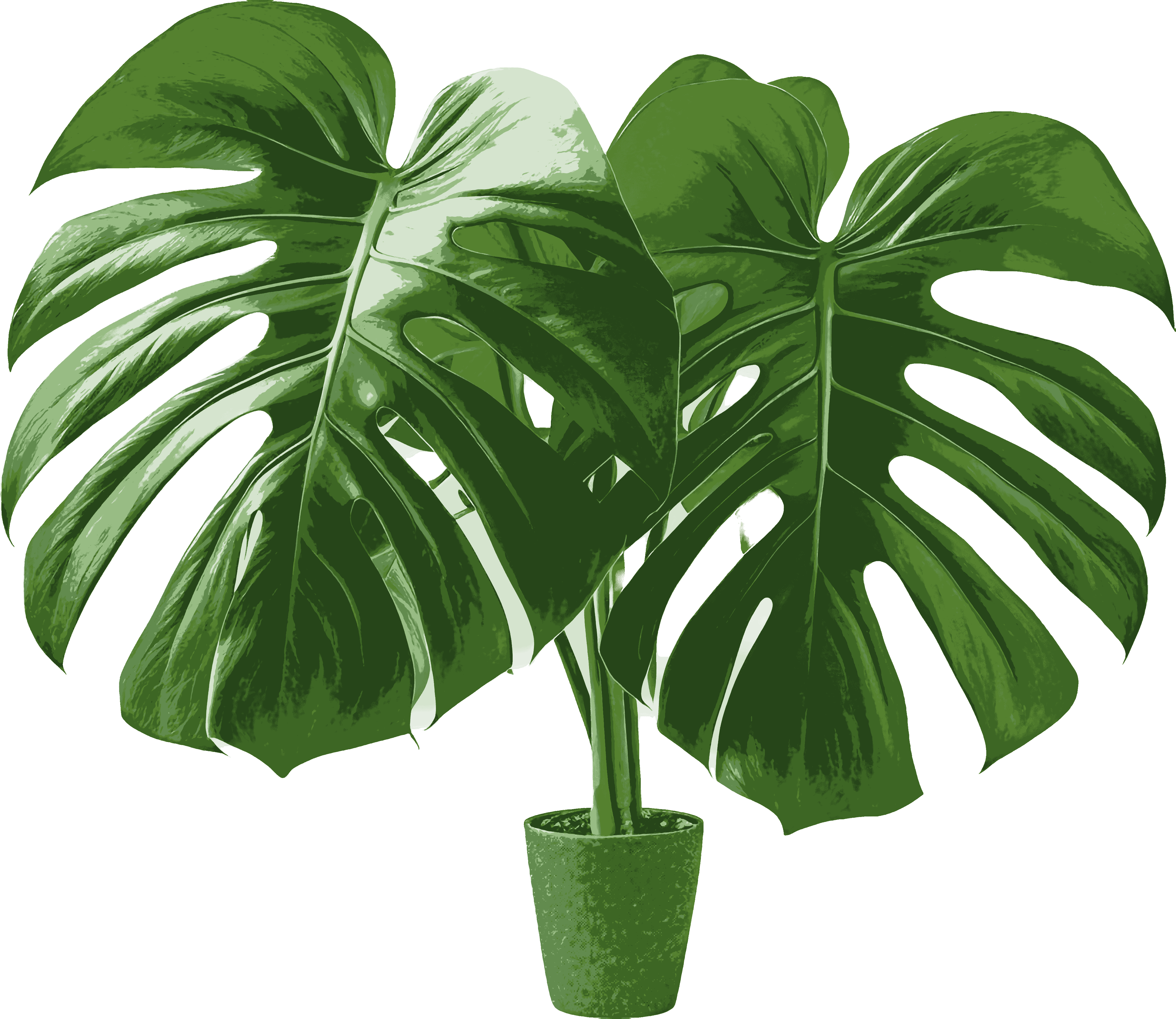 Monstera Deliciosa