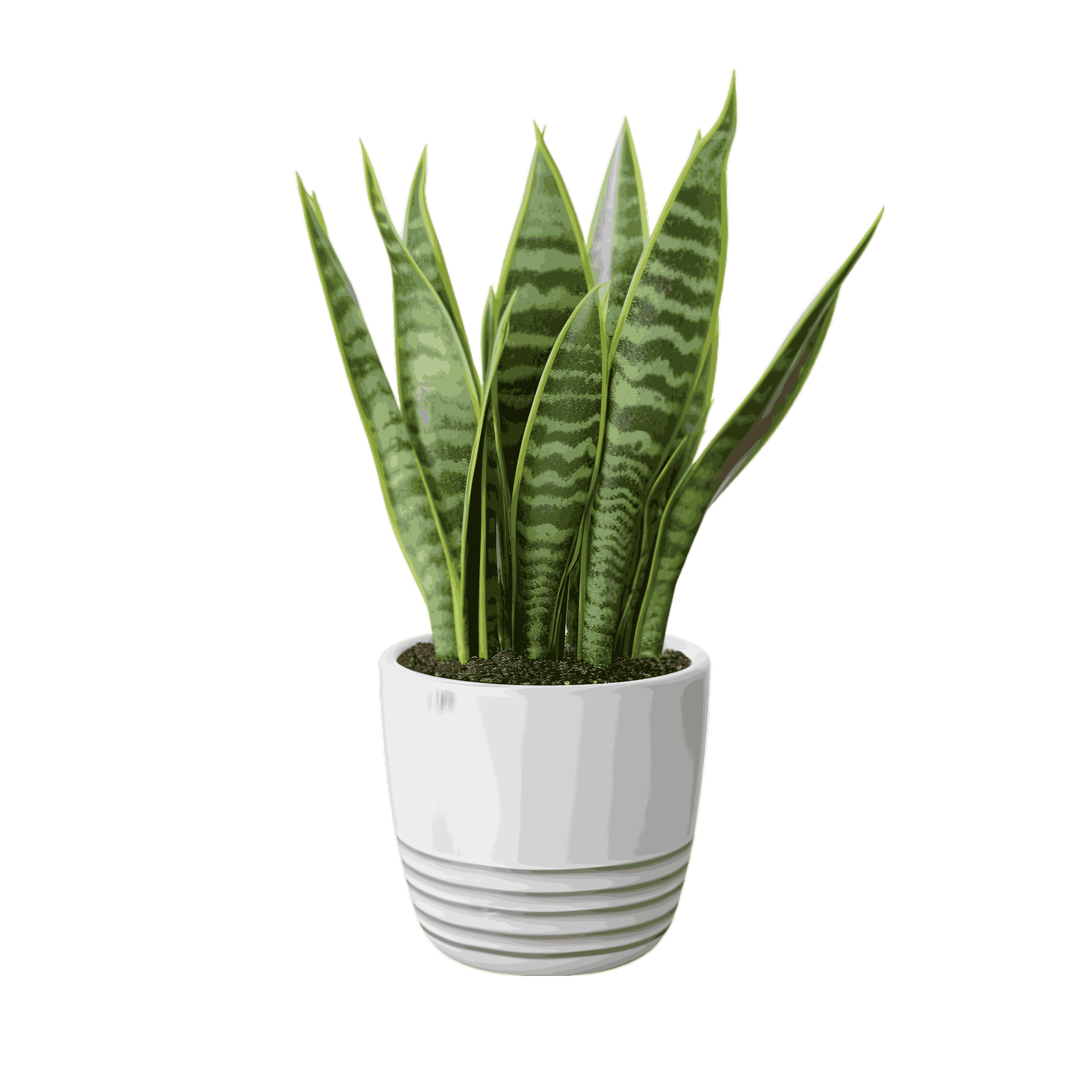 Snake Plant