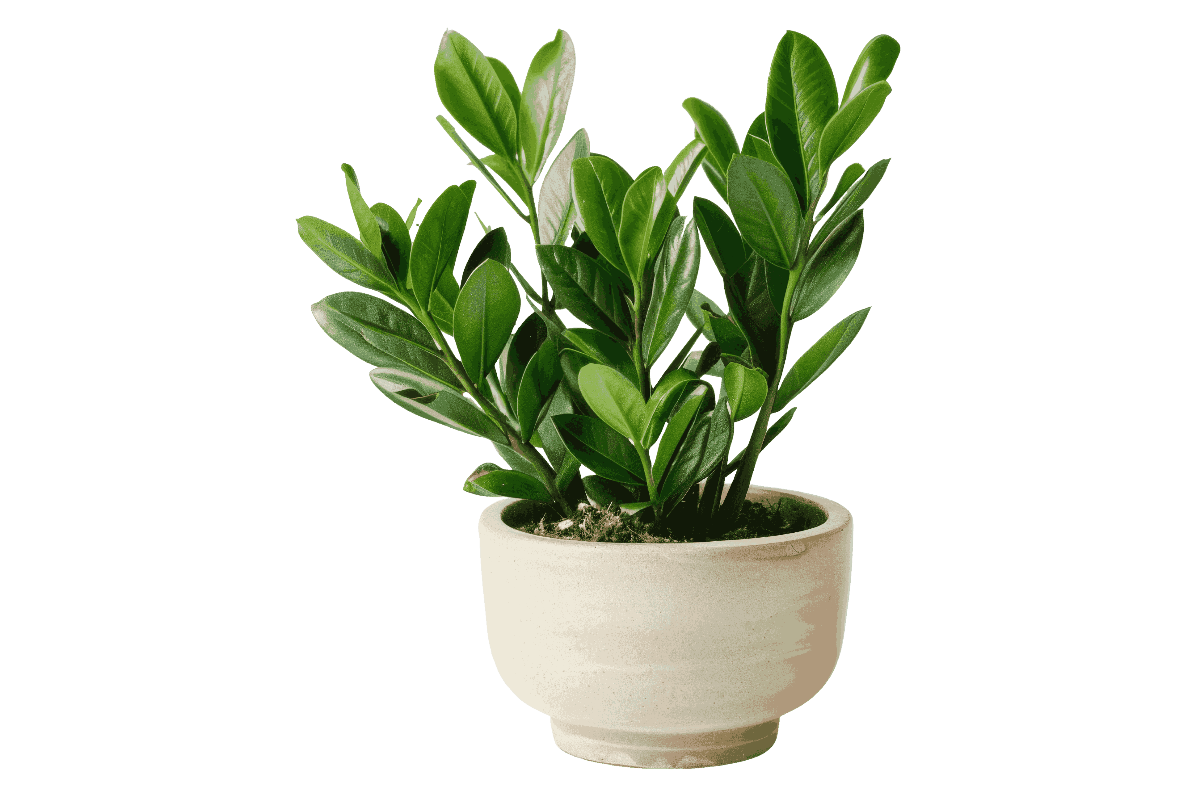 ZZ Plant